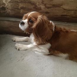 Kassy - Cavalier King Charles Spaniel