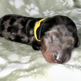 AKC - RAVI - Dapple male Dachshund puppy in Omaha, Nebraska from Colorful Dachshunds