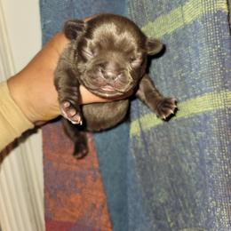 French Bulldog Puppies from Culichitown Frenchies