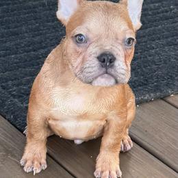 Forest - Blue fawn male French Bulldog puppy in Saucier, Mississippi from Mississippi Sound Frenchies