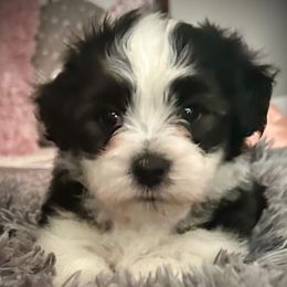 Elliott - Black and white male Havanese puppy in Broomfield, Colorado from Tamaran Havanese