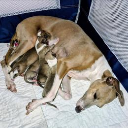 Italian Greyhound puppies from Tuncap's Italian Greyhounds
