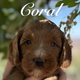 Sycamore Canyon's Coral - Caramel red female Australian Labradoodle puppy in Riverside, California from Sycamore Canyon Labradoodle