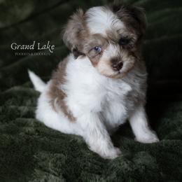Sweet Dumpling - Merle female Schnoodle puppy in Grove, Oklahoma from Grand Lake Poodles & Doodles