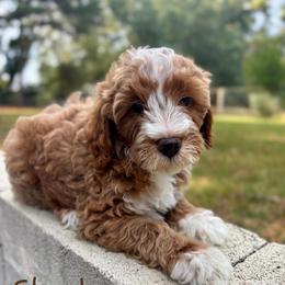 Charlie - Apricot male Goldendoodle puppy in Birmingham, Alabama from Ivy’s Doodles