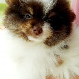 Pomeranians from Pom Coast Pomeranians