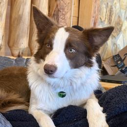 River - Border Collie