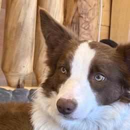 River - Border Collie