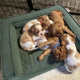 Cavalier King Charles Spaniel Puppies from Colorful Cavaliers