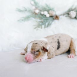 Champagne - Red merle female Aussiedoodle puppy in Spanish Fork, Utah from K Brand Doodles