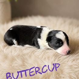 Buttercup - Black female Border Collie puppy in Sanger, California from Flying M Cactus Ranch Buddies