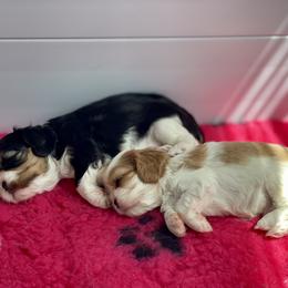 Cavalier King Charles Spaniel and Lowchen Puppies from Uptown Cavaliers