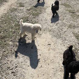 Poodle puppies from Hightopp Standard Poodles