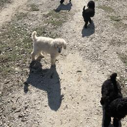 Poodle puppies from Hightopp Standard Poodles