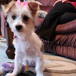 Katie - Yorkshire Terrier