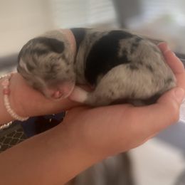 Aussiedoodle Puppies from Beachside Aussiedoodles