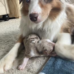Miniature American Shepherd and Miniature Australian Shepherd Puppies from Husker Mini Aussies