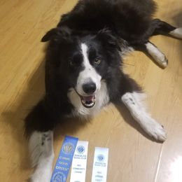 Zane  - Border Collie