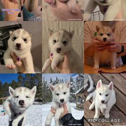 Siberian Husky Puppies from Lunter's Heaven Huskies
