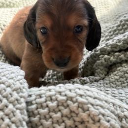 Brownie - Chocolate and tan male Dachshund puppy in Vancouver, Washington from Cascade Minis