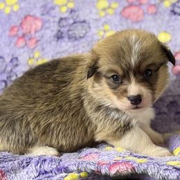 Girl 2 - Red female Pembroke Welsh Corgi puppy in Moulton, Alabama from Reed's Pembroke Corgi Welsh