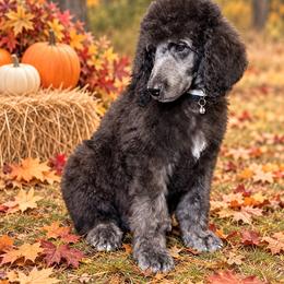 Sonny - Silver male Poodle puppy in Lookout, California from Rossiter Poodles