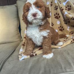 Wren - Red  female Goldendoodle puppy in Florence, South Carolina from Candy Doodles