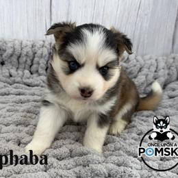 Elphaba - Black and white female Pomsky puppy in Eastman, Georgia from Once Upon A Pomsky