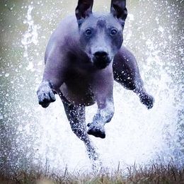 "Katira .. my heart dog ( photo by Mark Baer)" Peruvian Inca Orchid All Grown Up from Calypso Kennel