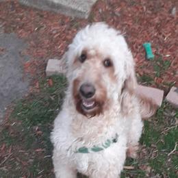 Zoie  - Goldendoodle