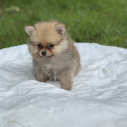 Pooh Bear 1.4 pounds - Orange sable male Pomeranian puppy in North Naples, Florida from Moon Ranch Puppies