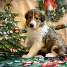 Oakley - Sable Collie puppy in Callahan, Florida from Kindred Spirit Collies