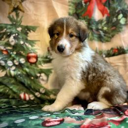 Oakley - Sable Collie puppy in Callahan, Florida from Kindred Spirit Collies