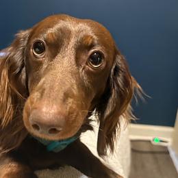 Ryder - Dachshund