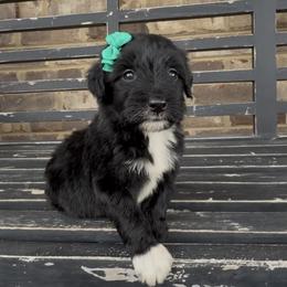 Orchid - Black and white female Aussiedoodle puppy in Cartersville, Georgia from Simply Blessed Doodles