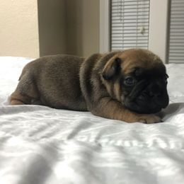 French Bulldog Puppies from PNW French Bulldogs