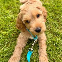 Robin - Apricot male Australian Labradoodle puppy in Stanwood, Washington from Victoria Creek Australian Labradoodles