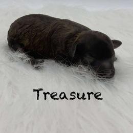 Girl 1 - female Poodle puppy in Wheatland, California from Sapphire Ridge Poodles