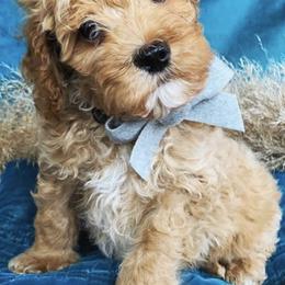 Cavapoos and Goldendoodles from Carmel Classy Doodles