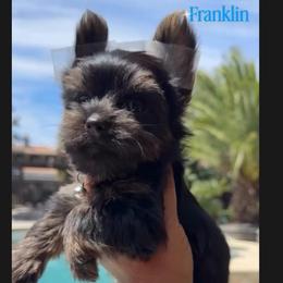 Franklin - Black and gold male Yorkshire Terrier puppy in Patterson, California from Luxe Yorkies of Central Valley