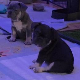 Female tri - Tricolors female French Bulldog puppy in Phoenix, Arizona from ANE French Bulldogs