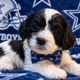 Logan - Wolverine - Black and white male Cavapoo puppy in Austin, Texas from Haus of Doodles