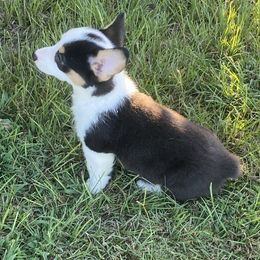 Boy 1 - Pembroke Welsh Corgi puppy in Honey Grove, Texas from JK Ranch Corgis