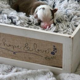 Pink- Girl - Red tri-color female Australian Shepherd puppy in Navasota, Texas from Triple MMM Kennel