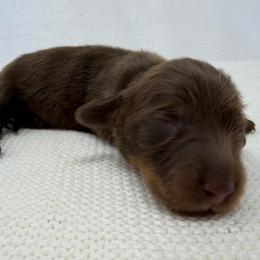 Prince - Chocolate and tan male Dachshund puppy in Pulaski, Tennessee from Billboard Doxies