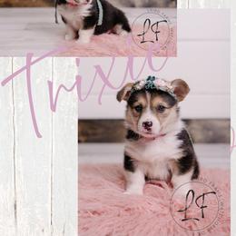 Pembroke Welsh Corgi Puppies from Laird Farms