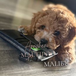 Malibu - Apricot male Maltipoo puppy in Weatherford, Texas from Aprishew Maltipoo