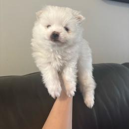 Squeak - White male Pomeranian puppy in Rhode Island from Heartfelt Kennels