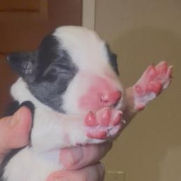 Sweet Pea - Black and white female Border Collie puppy in Lebanon, Oregon from Cahill’s Canines