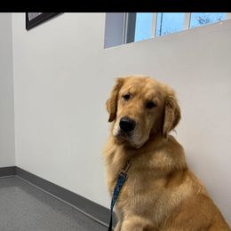 Ice - Golden Retriever